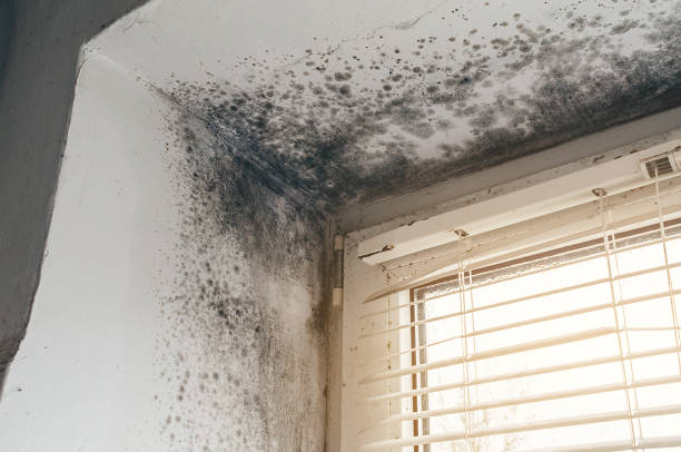 Affordable Bathroom Mold Removal solutions in Hudgins, VA